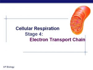 Cellular Respiration Stage 4 Electron Transport Chain AP