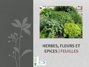 HERBES FLEURS ET EPICES FEUILLES ANETH DILL On