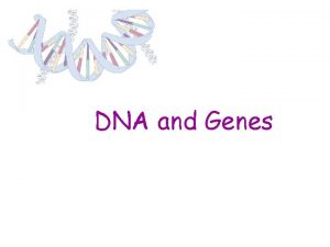 DNA and Genes Prokaryotes VS Eukaryotes Prokaryotes no
