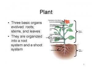 Plant Three basic organs evolved roots stems and
