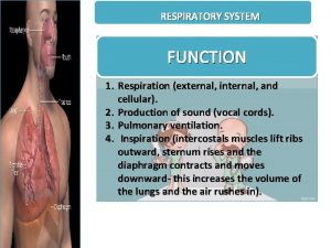 RESPIRATORY SYSTEM FUNCTION 1 Respiration external internal and