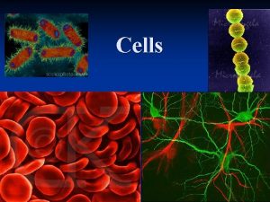 Cells Robert Hooke n English physicist n 1665