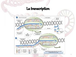 La transcription 1 Dfinition Cest un processus molculaire