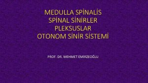 MEDULLA SPNALS SPNAL SNRLER PLEKSUSLAR OTONOM SNR SSTEM