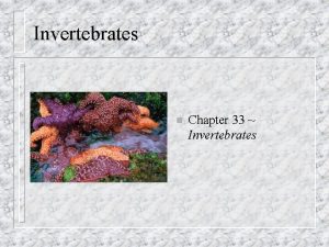 Invertebrates n Chapter 33 Invertebrates Parazoa n n