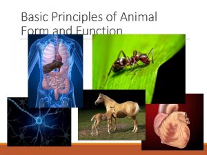 Basic Principles of Animal Form and Function How