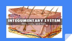 Layers and Functions Layers Functions 1 Epidermis stratified