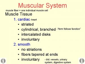 Muscular System muscle fiber one individual muscle cell