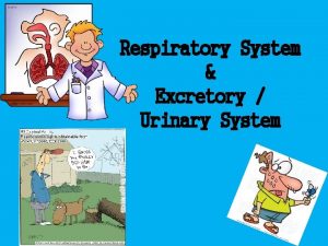 Respiratory System Excretory Urinary System The Respiratory System