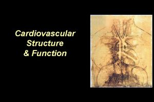Cardiovascular Structure Function Cardiovascular system The heart Arteries