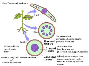 Plant Tissues and Meristems Protects against physicalpathogenic agents