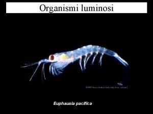 Organismi luminosi Euphausia pacifica Luminescenza emissione di luce