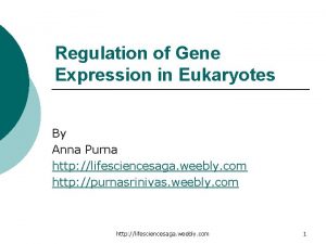 Regulation of Gene Expression in Eukaryotes By Anna