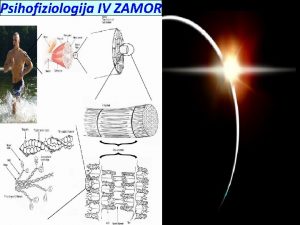 Psihofiziologija rada 2 Psihofiziologija IV ZAMOR PSIHOFIZIOLOKE OSNOVE