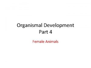 Organismal Development Part 4 Female Animals Female Reproductive