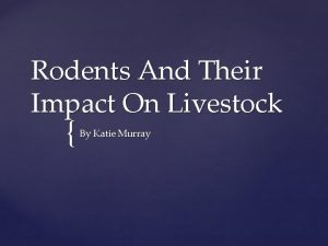 Rodents And Their Impact On Livestock By Katie
