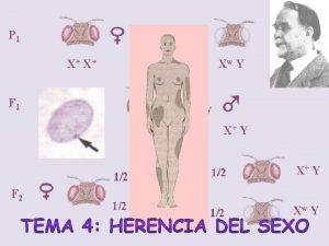 OBJETIVOS TEMA 4 Herencia del sexo Determinacin del