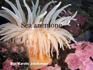 Sea anemone By Kevin Jackman The sea anemone