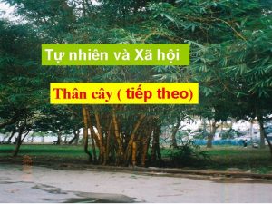 T nhin v X hi Thn cy tip