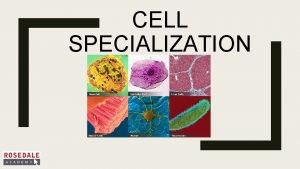 CELL SPECIALIZATION All animals begin their lives as