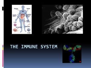 THE IMMUNE SYSTEM Microorganisms Micro very small Organism