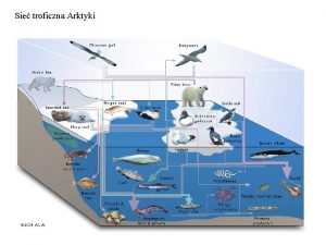 Sie troficzna Arktyki Podstawa tego ekosystemu ponad 100