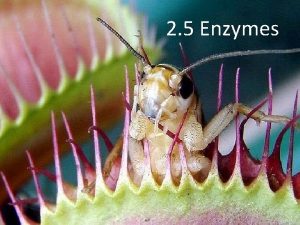 2 5 Enzymes Enzyme Composition All enzymes are