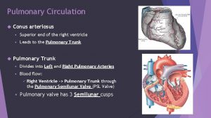 Pulmonary Circulation Conus arteriosus Superior end of the