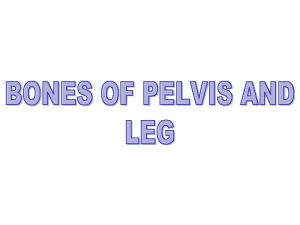 Ilium Pubis Ischium 1 Name three bones of