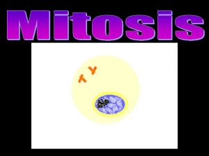 The Cell Cycle Defined Repeating set of events