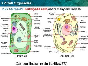 3 2 Cell Organelles KEY CONCEPT Eukaryotic cells