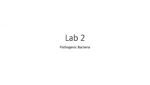 Lab 2 Pathogenic Bacteria GRAMPOSITIVE COCCI The Grampositive
