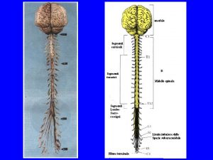 encefalo Segmenti cervicali Segmenti toracici Midollo spinale Segmenti