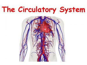 The Circulatory System The Anatomy of the Circulatory