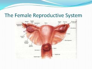 The Female Reproductive System Uterus A pearshaped muscular