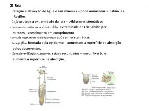 2 Raiz fixao e absoro de gua e