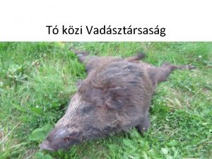 T kzi Vadsztrsasg A vadszat etikai kdexe elvei