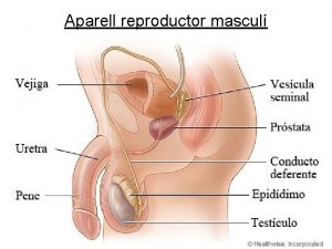 Aparell reproductor mascul http www mhhe comsemSpanishAnimationsspspermatogen swf