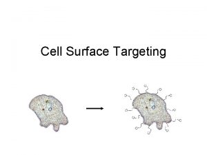 Cell Surface Targeting Two routes Proteinprotein interface DNADNA