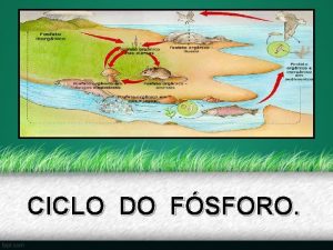 CICLO DO FSFORO FSFORO O fsforo um elemento