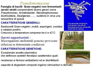 Pseudomonaceae Famiglia di bacilli Gramnegativi non fermentanti aerobi