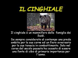 IL CINGHIALE Il cinghiale un mammifero della famiglia