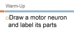 WarmUp Draw a motor neuron and label its