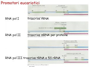 Promotori eucariotici RNA pol I trascrive r RNA