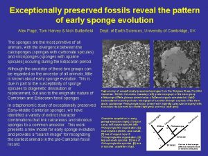 Exceptionally preserved fossils reveal the pattern of early