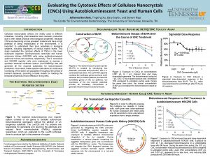 Evaluating the Cytotoxic Effects of Cellulose Nanocrystals CNCs