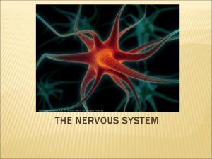 THE NERVOUS SYSTEM VERTEBRATE NERVOUS SYSTEM Two divisions