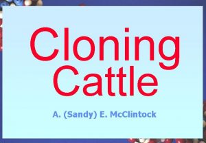 Cloning Cattle A Sandy E Mc Clintock Embryo