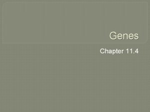 Genes Chapter 11 4 One Gene One Polypeptide