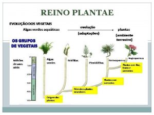 REINO PLANTAE Reino Plantae ou Metaphyta ou Embryophytes